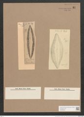 Navicula halionata Pant. (de-Toni-Nr.: Genus 1, Species 30) Zeichnungen Sammlung Grunow Nr. 81 (NHMW-BOT-W0366283)